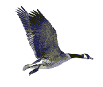 flying goose